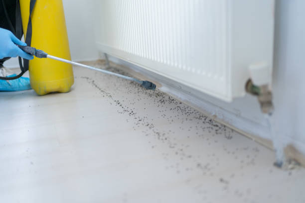 Best Flea Control Services  in Tonawanda, NY