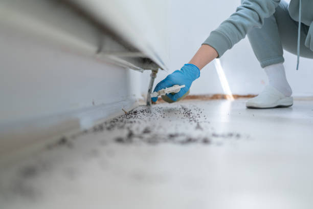 Flea Control Services in Tonawanda, NY